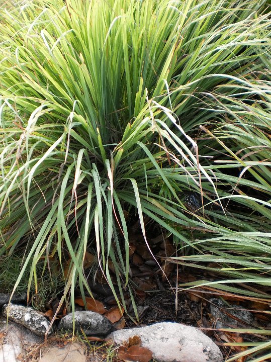 lemon grass  Cymbopogon citarus.JPG - Cymbopogon citarus:  Lemon grass